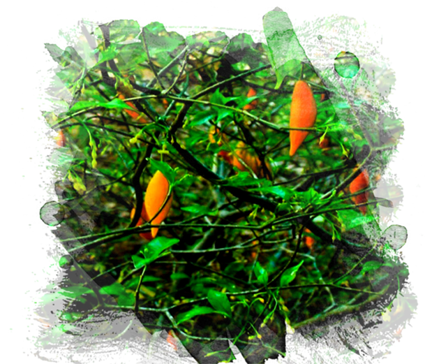 gree-orange-plant